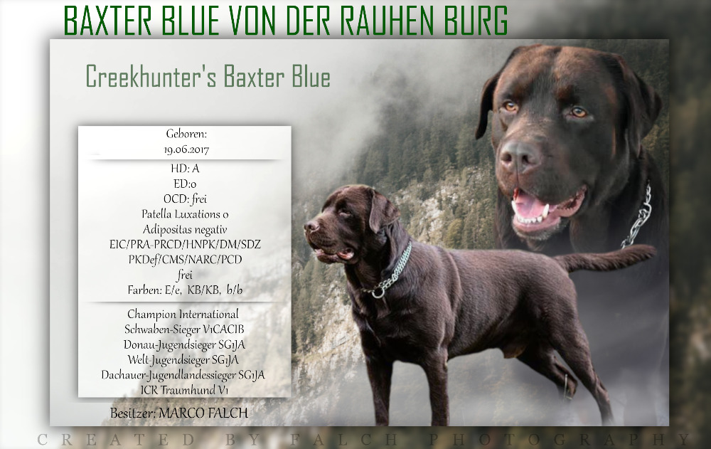 Baxter Blue von der Rauhen Burg - Deckrüde